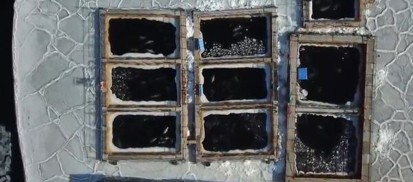 Спутник_Тюрьма для белух и косаток в Приморском крае Спутник_Тюрьма для белух и косаток в Приморском крае - Sputnik Абхазия