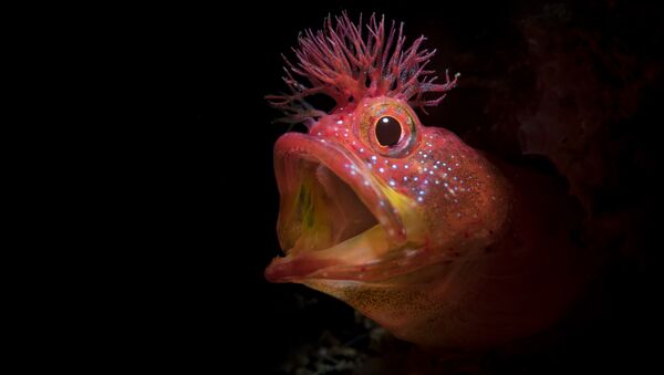 Рыба Chaenopsid Blenny на снимке Roar, удостоившимся почетной награды конкурса 7th Annual Ocean Art Underwater Photo Contest - Sputnik Абхазия