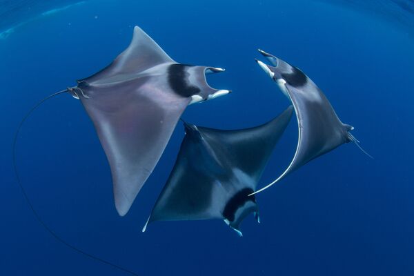 Японские морские дьяволы на снимке Devil Ray Ballet, ставшем победителем фотоконкурса 7th Annual Ocean Art Underwater Photo Contest - Sputnik Абхазия
