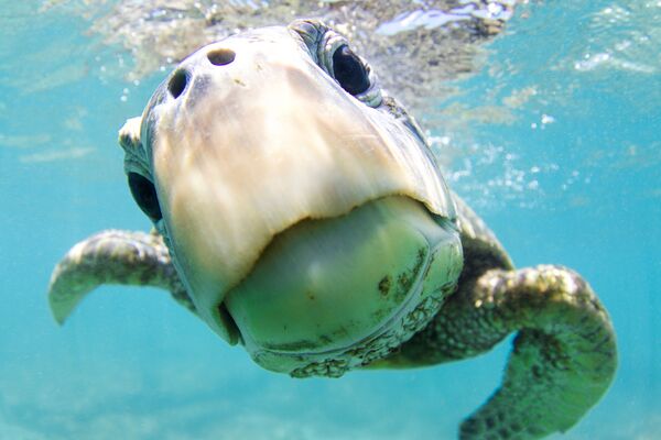 Зеленая черепаха на снимке Curiosity, получившем почетную награду в категории Portrait фотоконкурса 7th Annual Ocean Art Underwater Photo Contest - Sputnik Абхазия