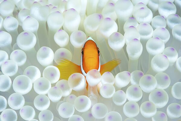Рыба-клоун среди морских анемон на снимке Nemo, получившем почетную награду в номинации Portrait фотоконкурса 7th Annual Ocean Art Underwater Photo Contest - Sputnik Абхазия