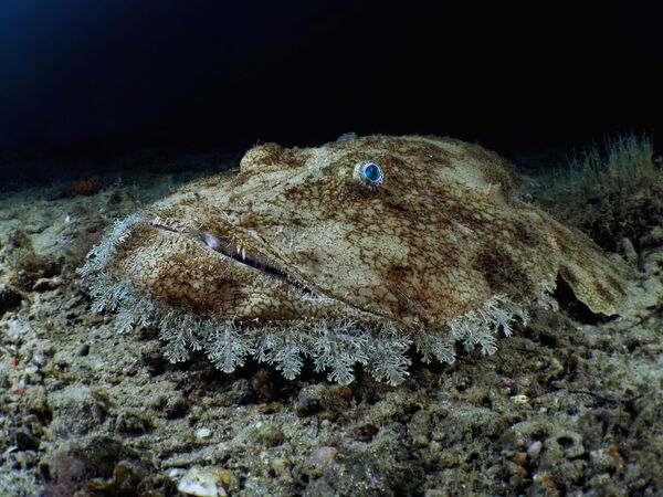 Европейский морской черт на снимке Budego, занявшем 3-е место в категории Compact Wide-Angle конкурса 7th Annual Ocean Art Underwater Photo Contest  - Sputnik Абхазия