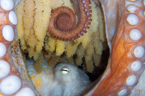 Осьминог, отложивиший икру, на снимке New Life - занявший 5-е место в категории Marine Life Behavior конкурса 7th Annual Ocean Art Underwater Photo Contest - Sputnik Абхазия