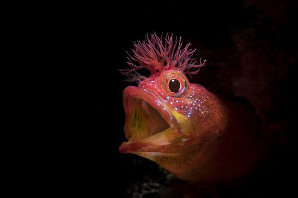 Рыба Chaenopsid Blenny на снимке Roar, удостоившимся почетной награды конкурса 7th Annual Ocean Art Underwater Photo Contest - Sputnik Абхазия