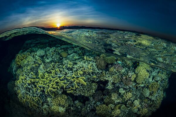 Закат на фоне кораллового сада Рифа Гордон на снимке Sunsplit, занявшем 2-е место в категории Reefscapes конкурса 7th Annual Ocean Art Underwater Photo Contest - Sputnik Абхазия