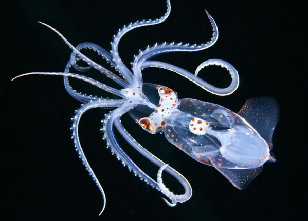 Макроснимок кальмара Ancistricheirus lesseurii на снимке Ancistrocheirus, занявшем 1-е место в категории Macro конкурса 7th Annual Ocean Art Underwater Photo Contest - Sputnik Абхазия