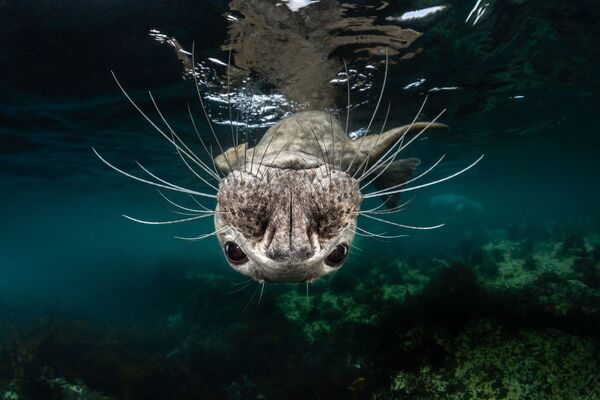 Серый тюлень на снимке Grey Seal Face, занявшем 1-е место в категории Cold Water конкурса 7th Annual Ocean Art Underwater Photo Contest  - Sputnik Абхазия
