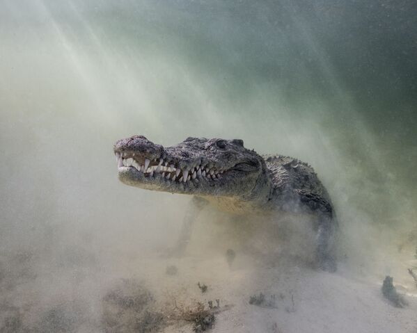 Острорылый крокодил на снимке Croc in the Mist - победившем в категории Portrait Category конкурса 7th Annual Ocean Art Underwater Photo Contest - Sputnik Абхазия
