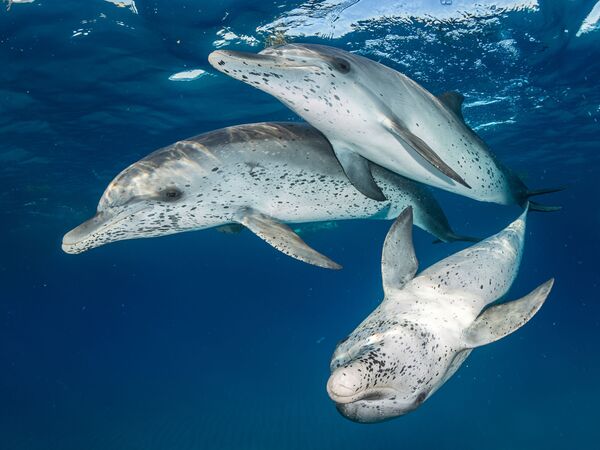 Большелобые продельфины в районе Бимини на снимке Atlantic Spotted Dolphins - победившем в категории Mirrorless Wide Angle конкурса 7th Annual Ocean Art Underwater Photo Contest - Sputnik Абхазия