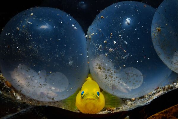 Желтый бычок и яйца кальмара на снимке Little Birth - победивший в категории Mirrorless Macro конкурса 7th Annual Ocean Art Underwater Photo Contest - Sputnik Абхазия
