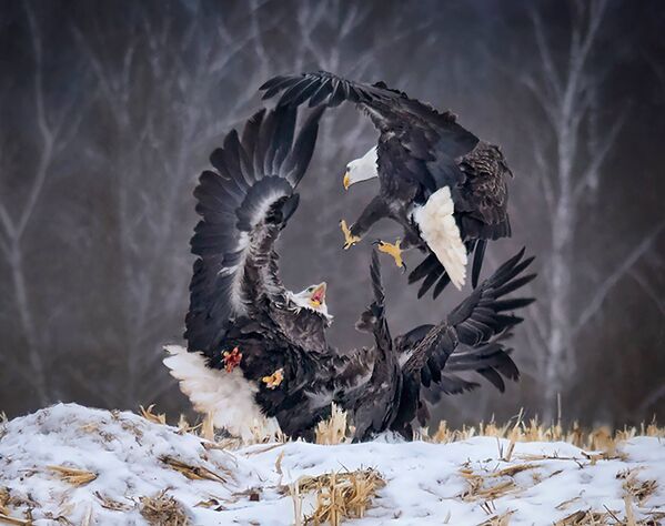 Снимок Circle of Power канадского фотографа Sandi Little из категории Natural World & Wildlife (Open), вошедший в шортлист фотоконкурса 2019 Sony World Photography Awards - Sputnik Абхазия