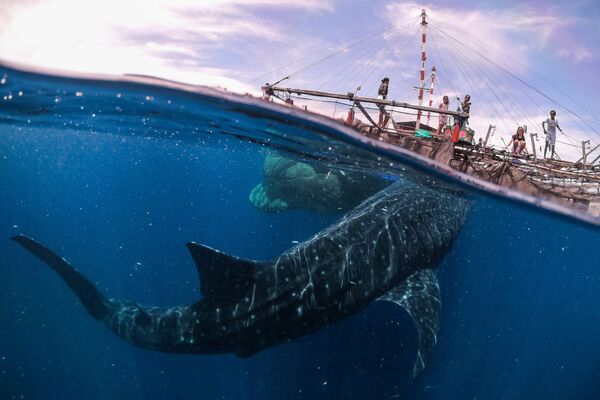 Снимок Whale Shark Encounter, Papua West, 2018 итальянского фотографа Marco Zaffignani из категории Travel  (Open), вошедший в шортлист фотоконкурса 2019 Sony World Photography Awards - Sputnik Абхазия