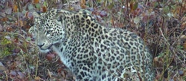 Леопард Килли - Sputnik Абхазия