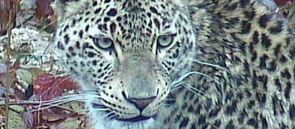 Леопард Килли - Sputnik Аҧсны