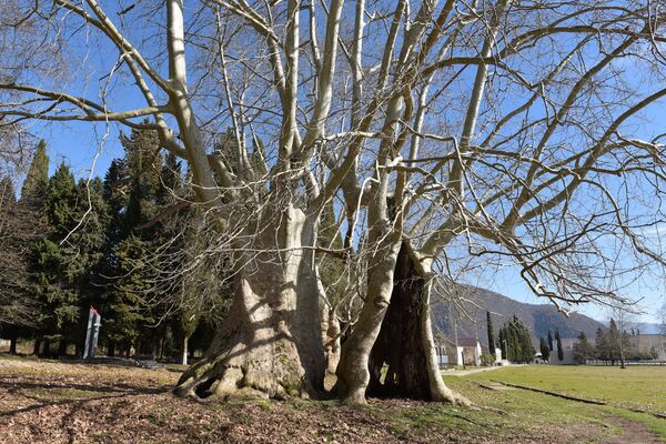 Платаны в Ачандаре  Платаны в Ачандаре  - Sputnik Аҧсны