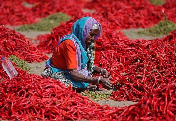Обработка красного перца индийской крестьянкой в окрестностях Ахмадабада - Sputnik Абхазия