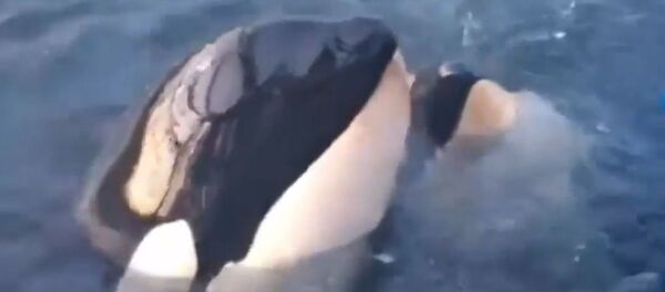 На свободу из китовой тюрьмы На свободу из китовой тюрьмы - Sputnik Абхазия