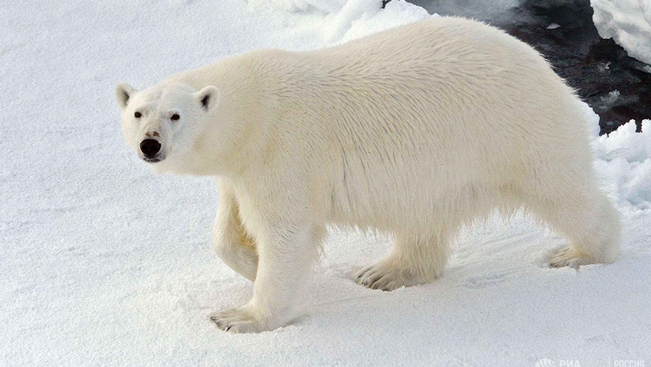 Near bear. Сибирский белый медведь. Белый медведь фото. Белые медведи в Сибири. Медвежонок белый на новой земле.