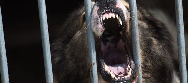 Собака в кинологическом центре погранслужбы ФСБ РФ в Смоленской области. - Sputnik Абхазия