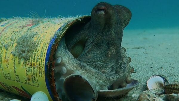 За что осьминоги полюбили бутылки на дне морском - Sputnik Абхазия