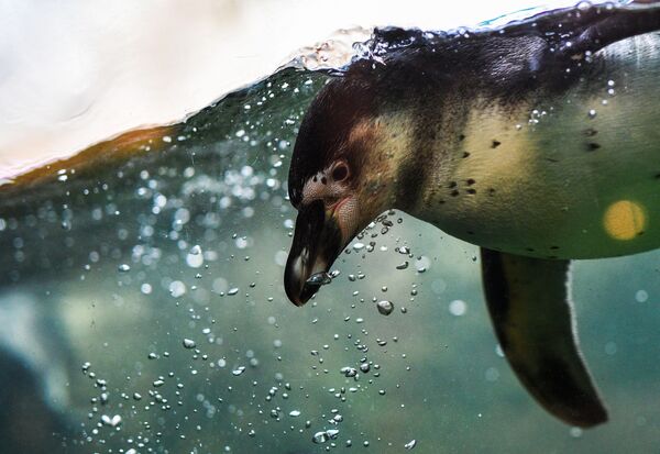 Пингвин Гумбольдта в Московском зоопарке - Sputnik Абхазия