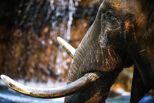 Африканский слон в Московском зоопарке - Sputnik Абхазия