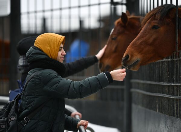 Посетители кормят лошадей в Московском зоопарке - Sputnik Абхазия