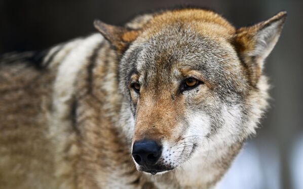 Волк в Московском зоопарке - Sputnik Абхазия