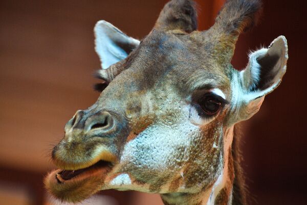 Жираф в Московском зоопарке - Sputnik Абхазия