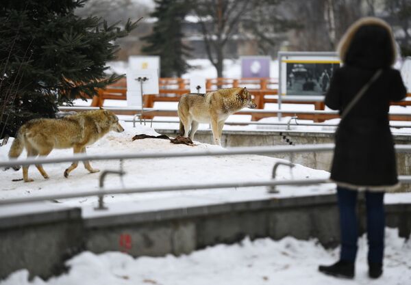Вольер с волками в Московском зоопарке - Sputnik Абхазия