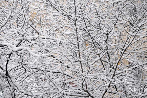 Снег на ветвях деревьев в Москве - Sputnik Абхазия
