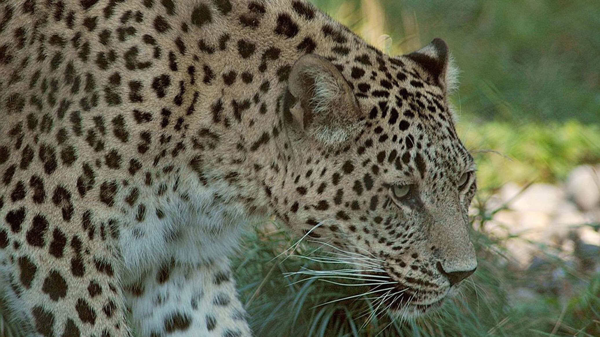 Переднеазиатский леопард Осетия