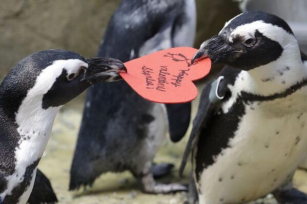 Африканские пингвины спорят о валентинке, выданной им биологом Калифорнийской академии наук в Сан-Франциск - Sputnik Абхазия