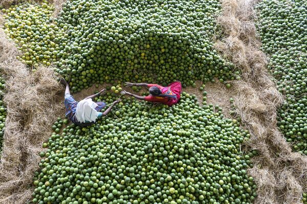 Индийские рабочие отбирают фрукты на рынке неподалеку от Хайдарабада - Sputnik Абхазия