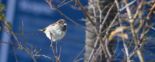 Аҵарақәа Аҵарақәа - Sputnik Аҧсны