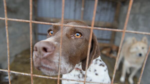Приют для бездомных собак  - Sputnik Абхазия
