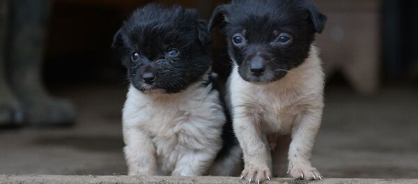 Приют Топа - Sputnik Абхазия