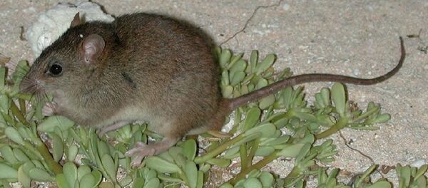 Австралийская рифовая крыса стала первой официальной жертвой глобального потепления Австралийская рифовая крыса стала первой официальной жертвой глобального потепления - Sputnik Абхазия