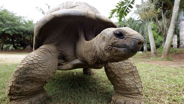 Слоновые черепахи (галапагосская черепаха) во время брачного периода-спаривания. Маврикий. - Sputnik Абхазия