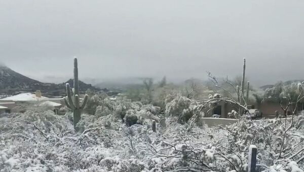 СПУТНИК_Штат Аризона завалило снегом - Sputnik Абхазия