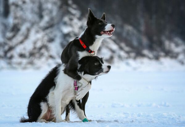 Собаки породы бордер-колли во время тренировки на замерзшей реке Енисей близ Красноярска - Sputnik Абхазия