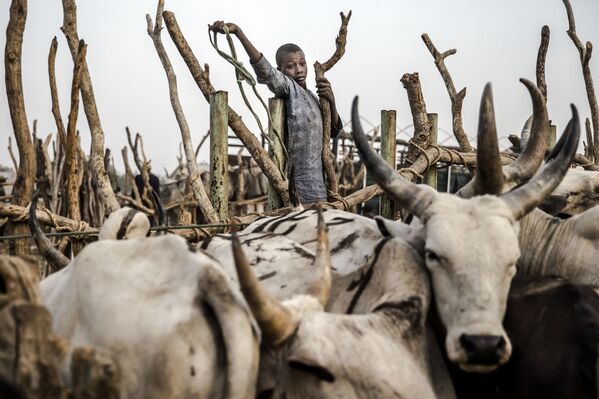 Маленький погонщик скота на рынке в Нгуроре, Нигерия - Sputnik Абхазия
