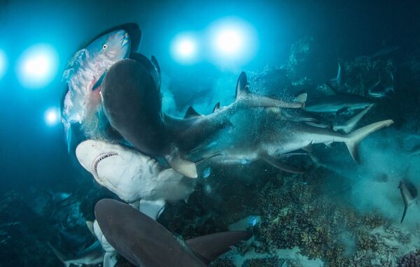 Победитель конкурса Underwater Photographer of the Year 2019 британский фотограф Richard Barnden со снимком The Gauntlet - Sputnik Абхазия