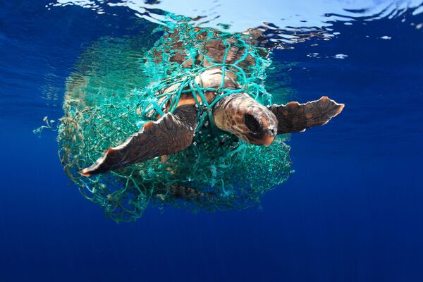 Снимок Caretta caretta turtle испанского фотографа Acevedo, ставший победителем в категории Marine Conservation конкурса Underwater Photographer of the Year 2019. - Sputnik Абхазия