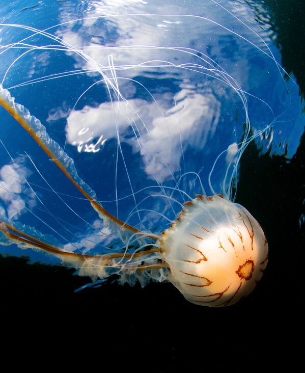 Снимок Marine Compass британского фотографа Malcolm Nimmo, отмеченный наградой Highly Commended в категории British Waters Wide Angle конкурса Underwater Photographer of the Year 2019. - Sputnik Абхазия