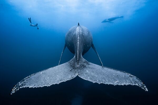 Снимок Gentle Giants фотографа из Реюньона François Baelen, ставший победителем в категории Wide Angle конкурса Underwater Photographer of the Year 2019. - Sputnik Абхазия