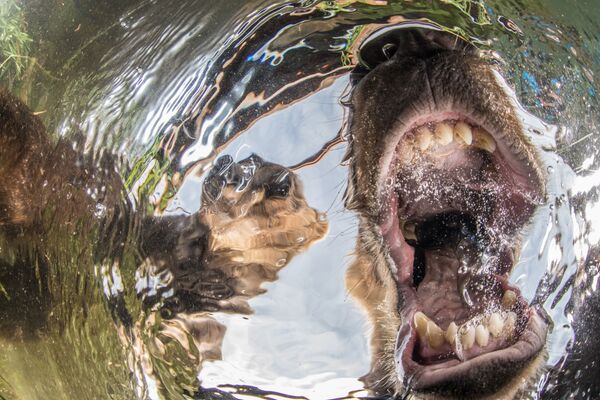 Снимок Curios bear's cubs российского фотографа Mike Korostelev, отмеченный наградой Commended в категории Wide Angle конкурса Underwater Photographer of the Year 2019. - Sputnik Абхазия