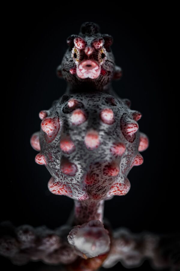 Снимок Sinister Pygmy британского фотографа Sinister Pygmy, отмеченный наградой Commended в категории Portrait конкурса Underwater Photographer of the Year 2019. - Sputnik Абхазия