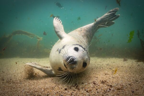 Снимок Playtime? британского фотографа Martin Edser, победивший в категории British Waters Compact конкурса Underwater Photographer of the Year 2019 - Sputnik Абхазия