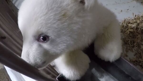 Белый медвежонок в берлинском зоопарке поражает своей милотой - Sputnik Абхазия